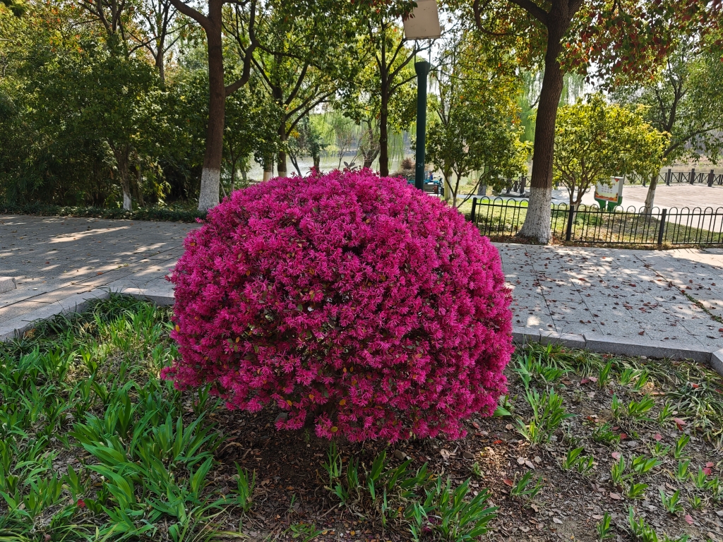 紅花檵木球-團(tuán)氿城市濕地公園