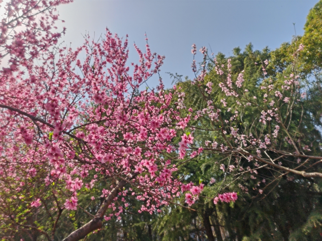 碧桃-104國(guó)道