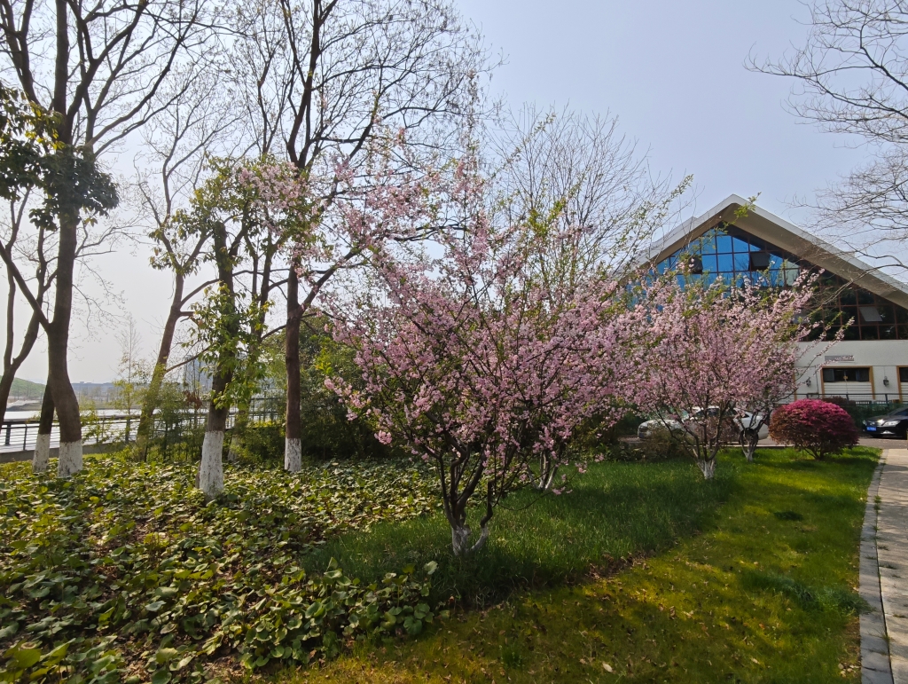 海棠-洑溪河公園