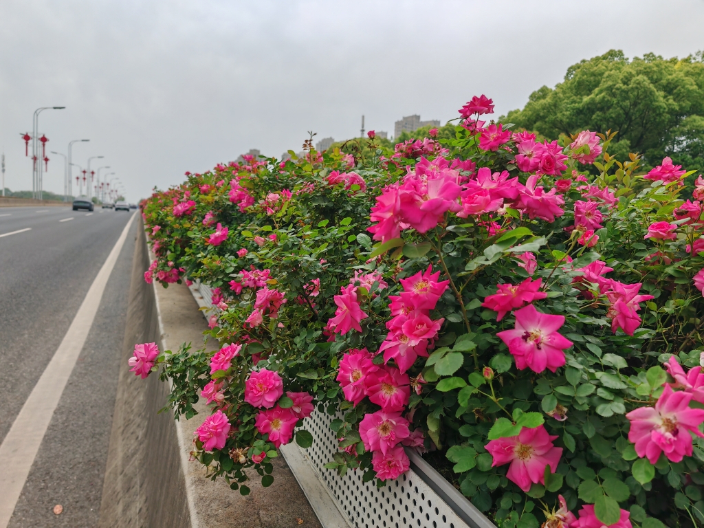 東氿大橋-西子煙雨