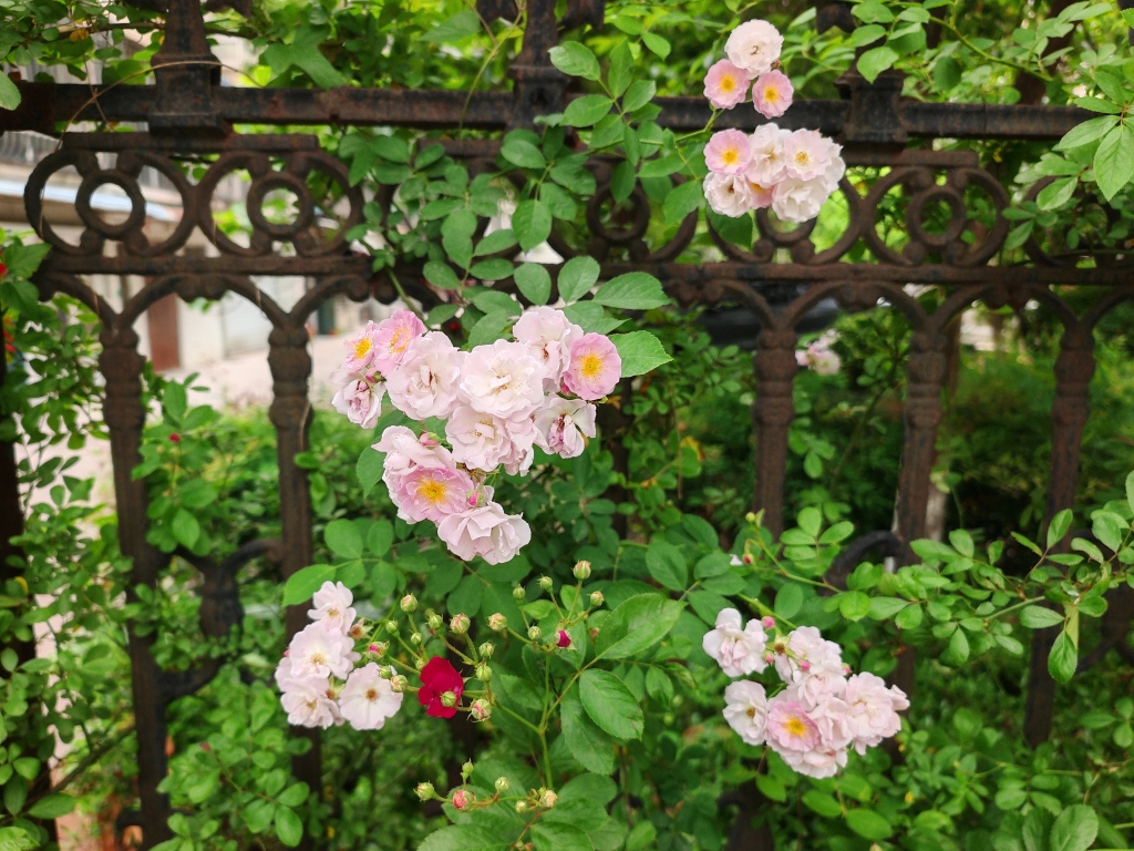 薔薇：白玉堂